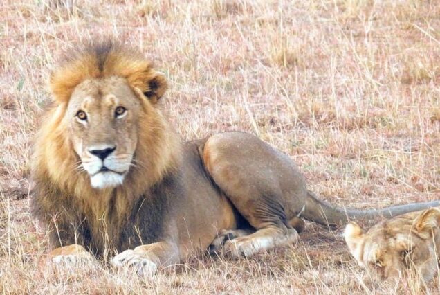 Kenya. Relaxing Tour.