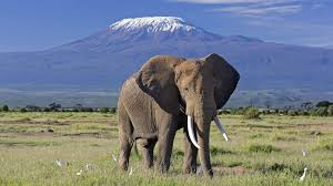 Kenya. Mombasa, Amboseli, Nairobi, Masai Mara, Diani.