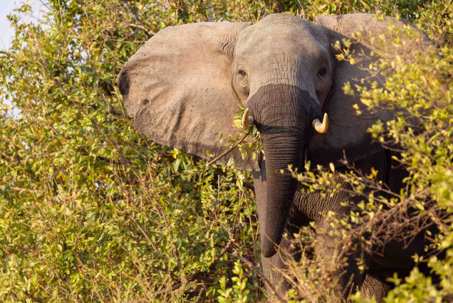 Tanzania. Nyerere National Park Fly in Safari from Zanzibar. 3 days