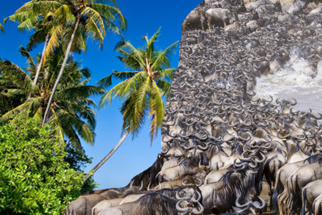 Kenya. Great Migration at the Masai Mara and Holidays at the Indian Ocean. Group Tour.